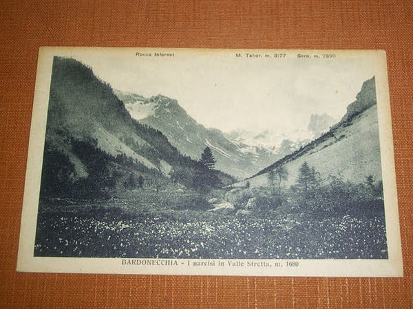 Cartolina Bardonecchia - I narcisi in Valle Stretta 1940 ca