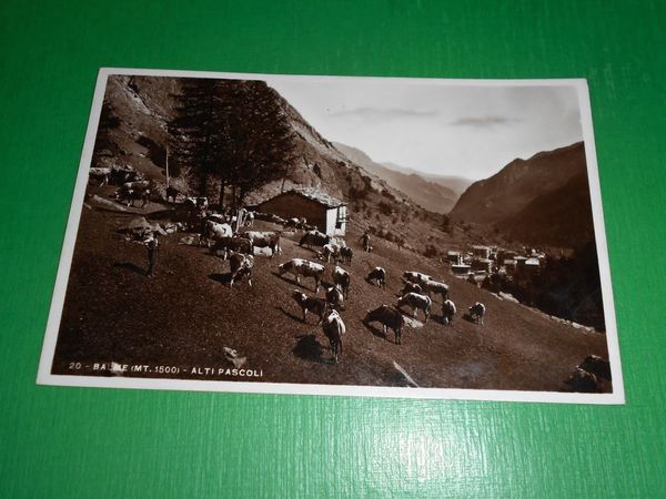 Cartolina Balme - Alti pascoli 1937