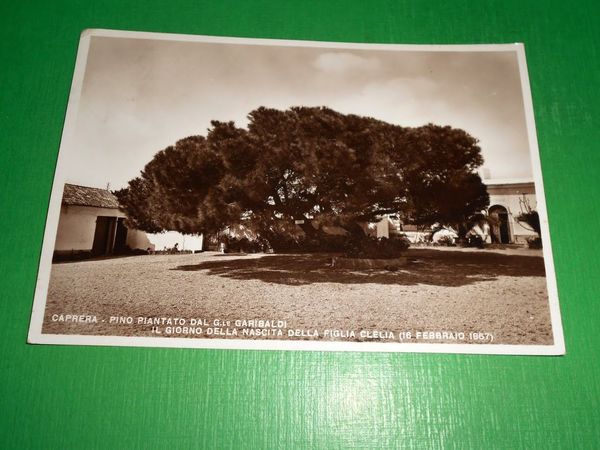 Cartolina Caprera - Pino piantato dal Generale Garibaldi x la …