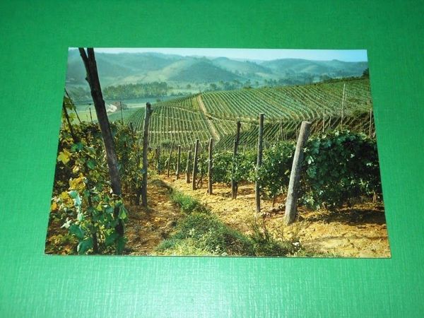Cartolina Monferrato - I caratteristici vigneti 1965 ca