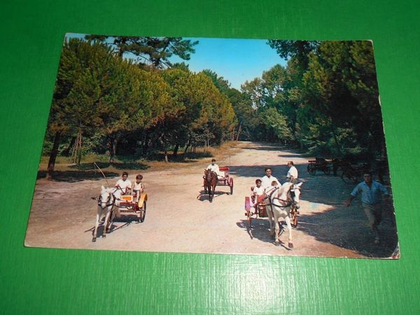 Cartolina Viareggio - Pineta 1962.