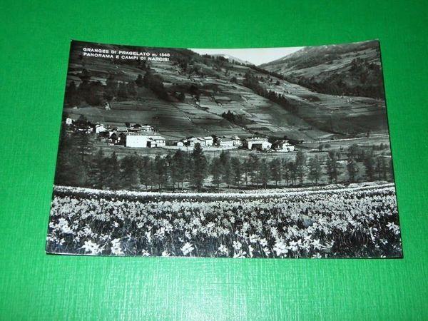 Cartolina Granges di Pragelato - Panorama e campi di narcisi …