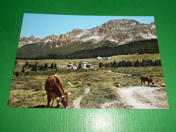 Cartolina Passo di Lavazè - Gruppo del Latemar 1960 ca