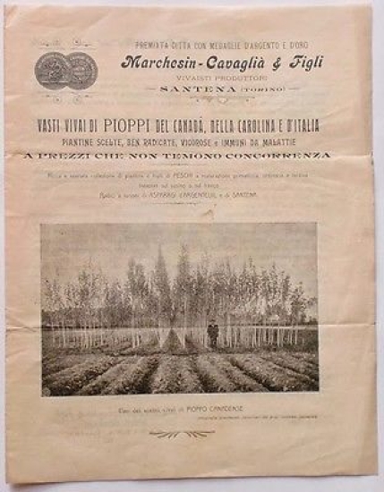 Brochure - Marchesin-Cavaglià & Figli - Vasti vivai di Pioppi