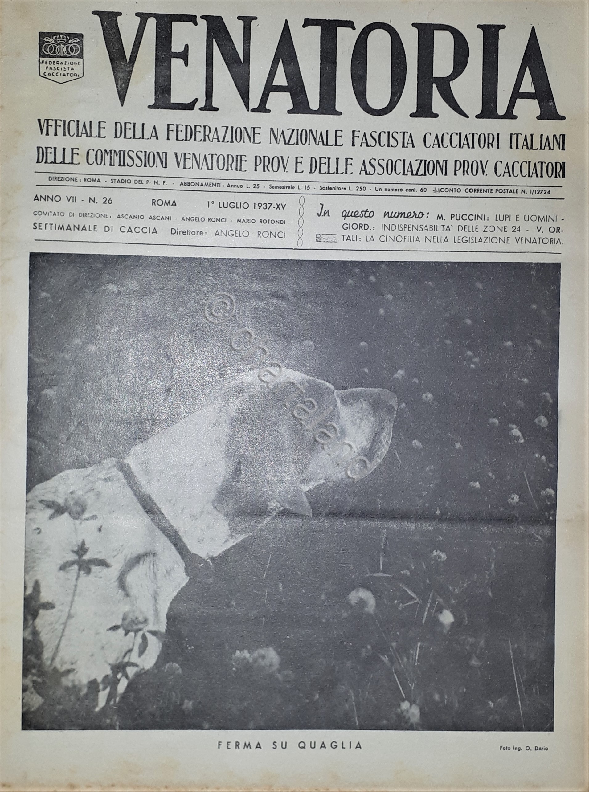 Caccia Rivista - Venatoria N. 26 - Ferma su Quaglia …