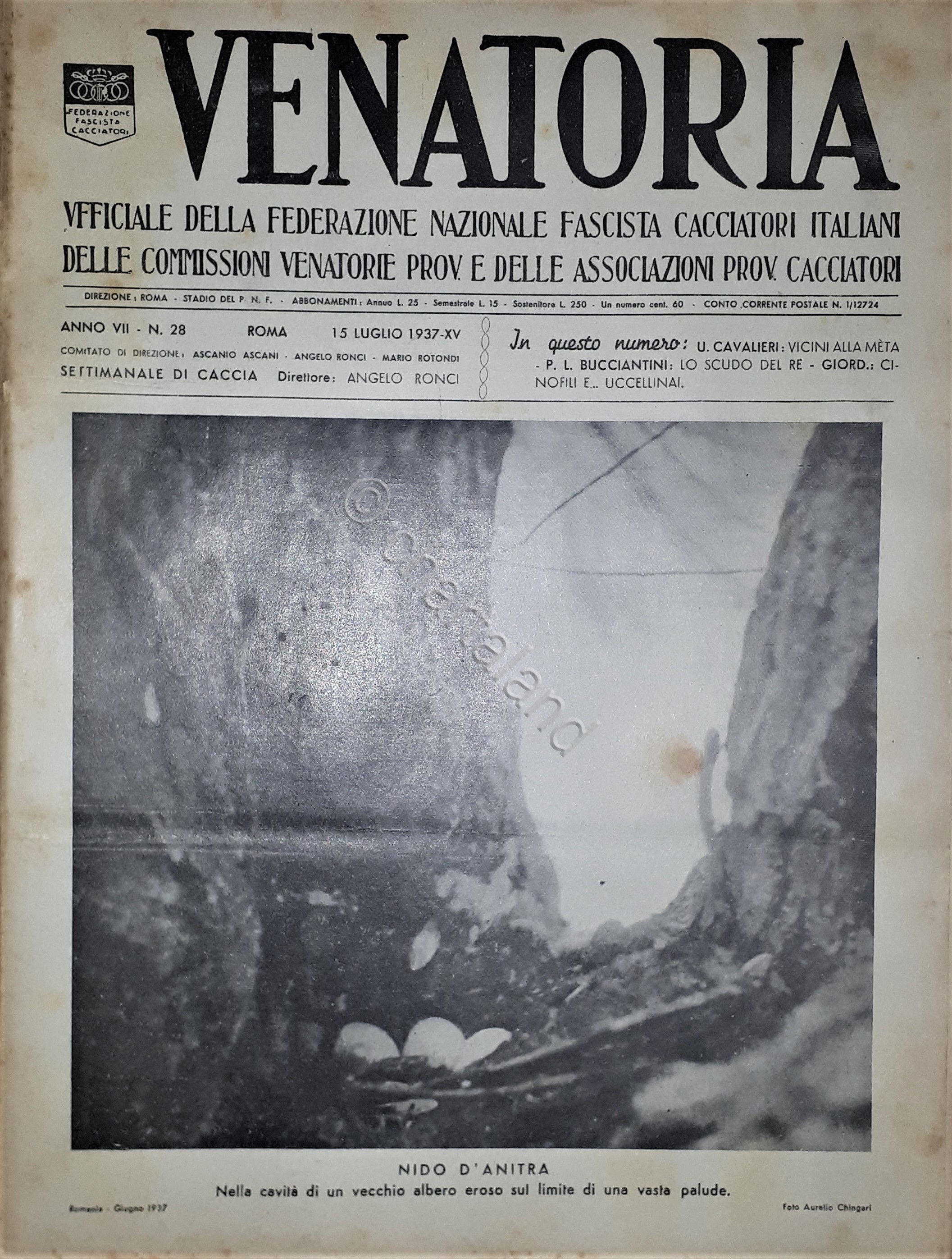 Caccia Rivista - Venatoria N. 28 - Nido d'Anitra - …