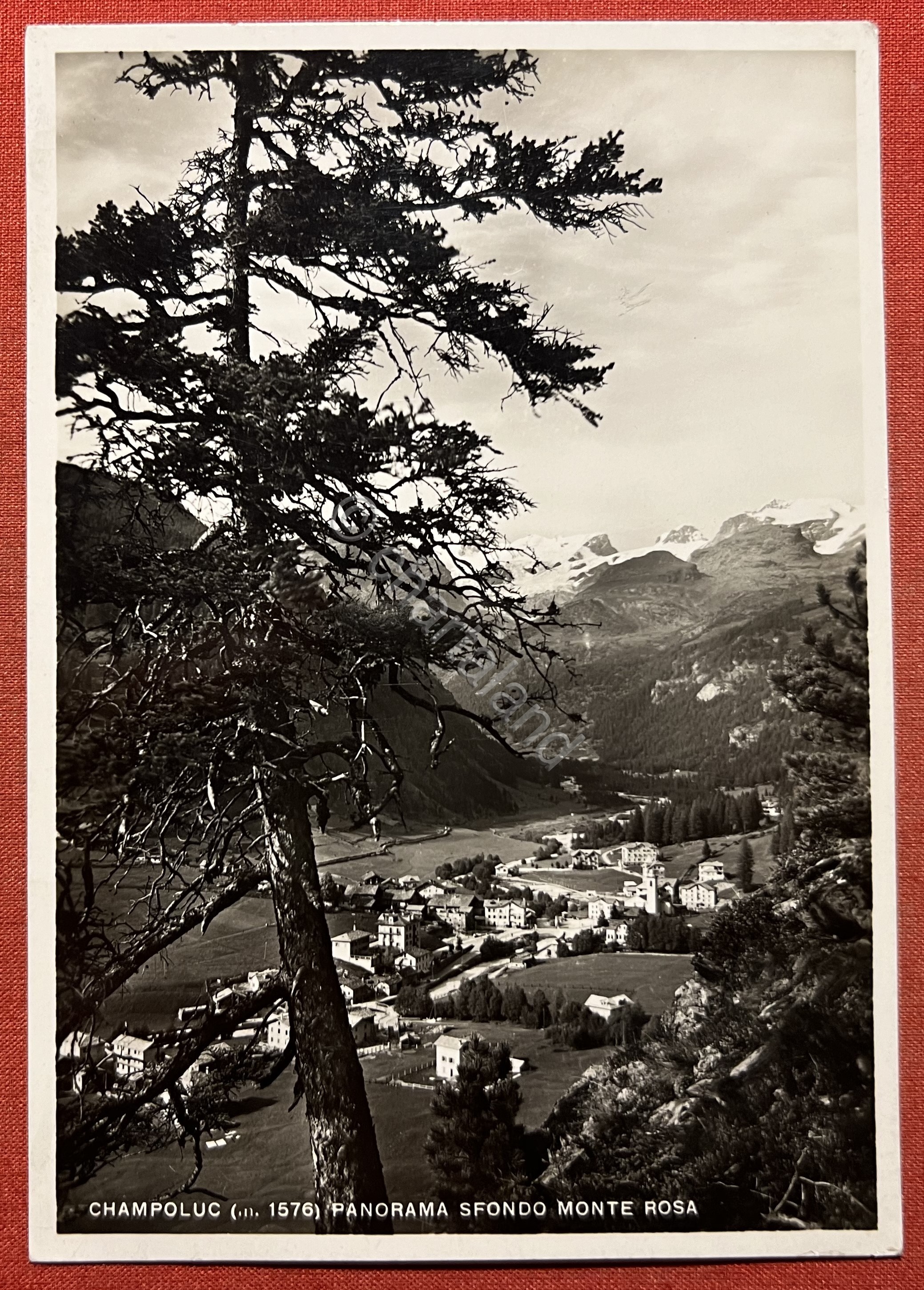 Cartolina - Champoluc ( Valle d'Aosta ) - Panorama sfondo …