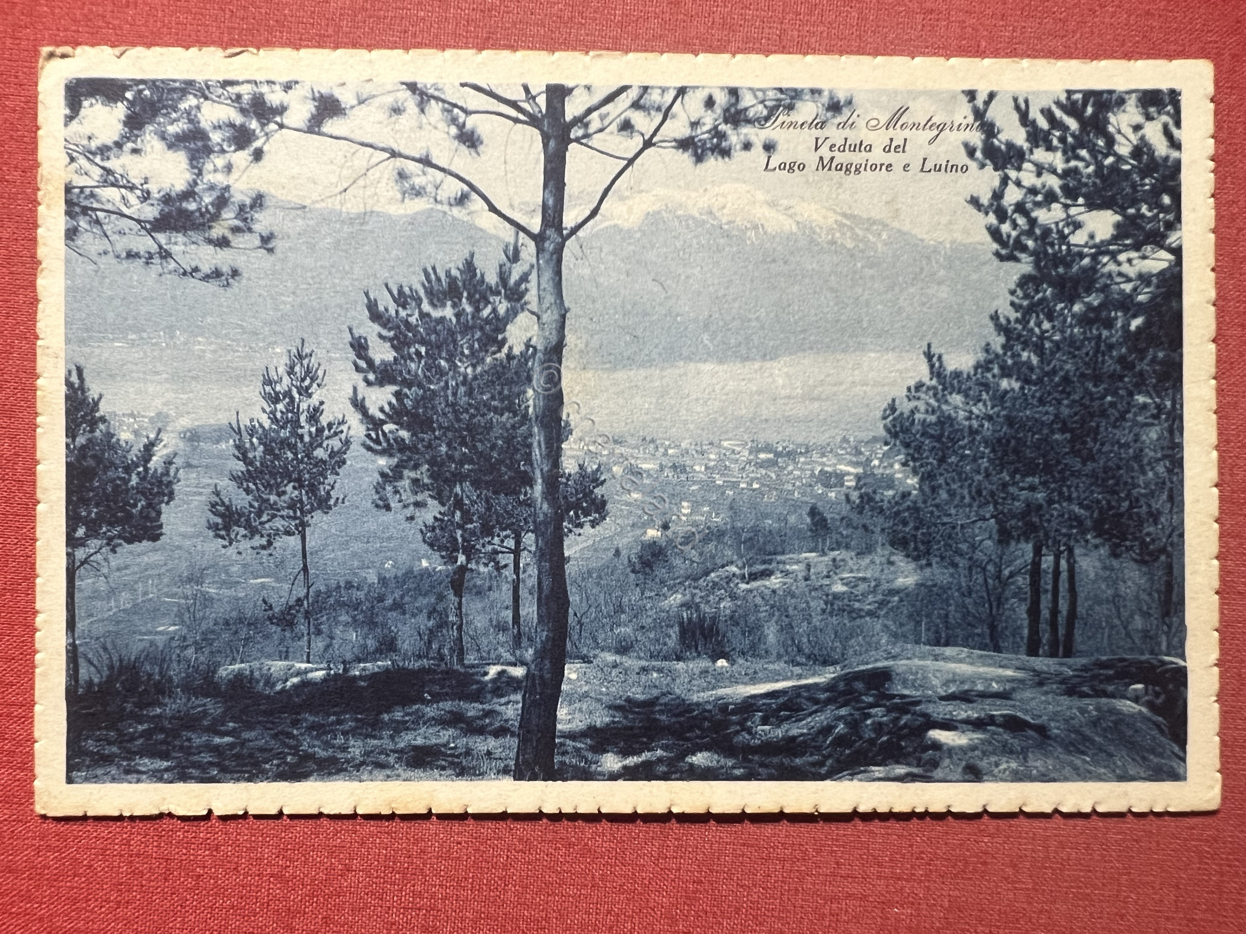 Cartolina - Pineta di Montegrino - Veduta del Lago Maggiore …