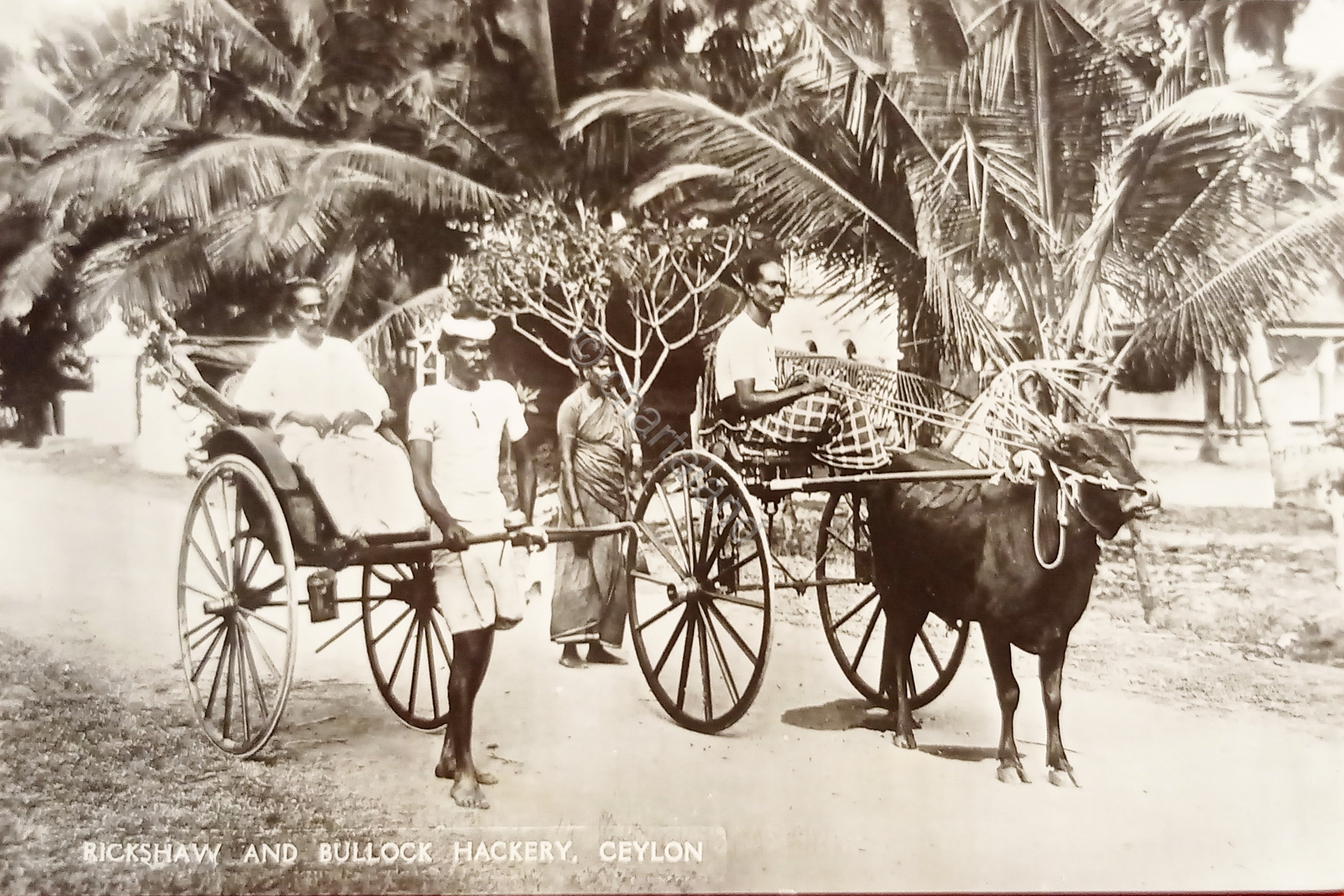 Cartolina - Rickshaw and Bullock Hackery - Ceylon - 1930 …