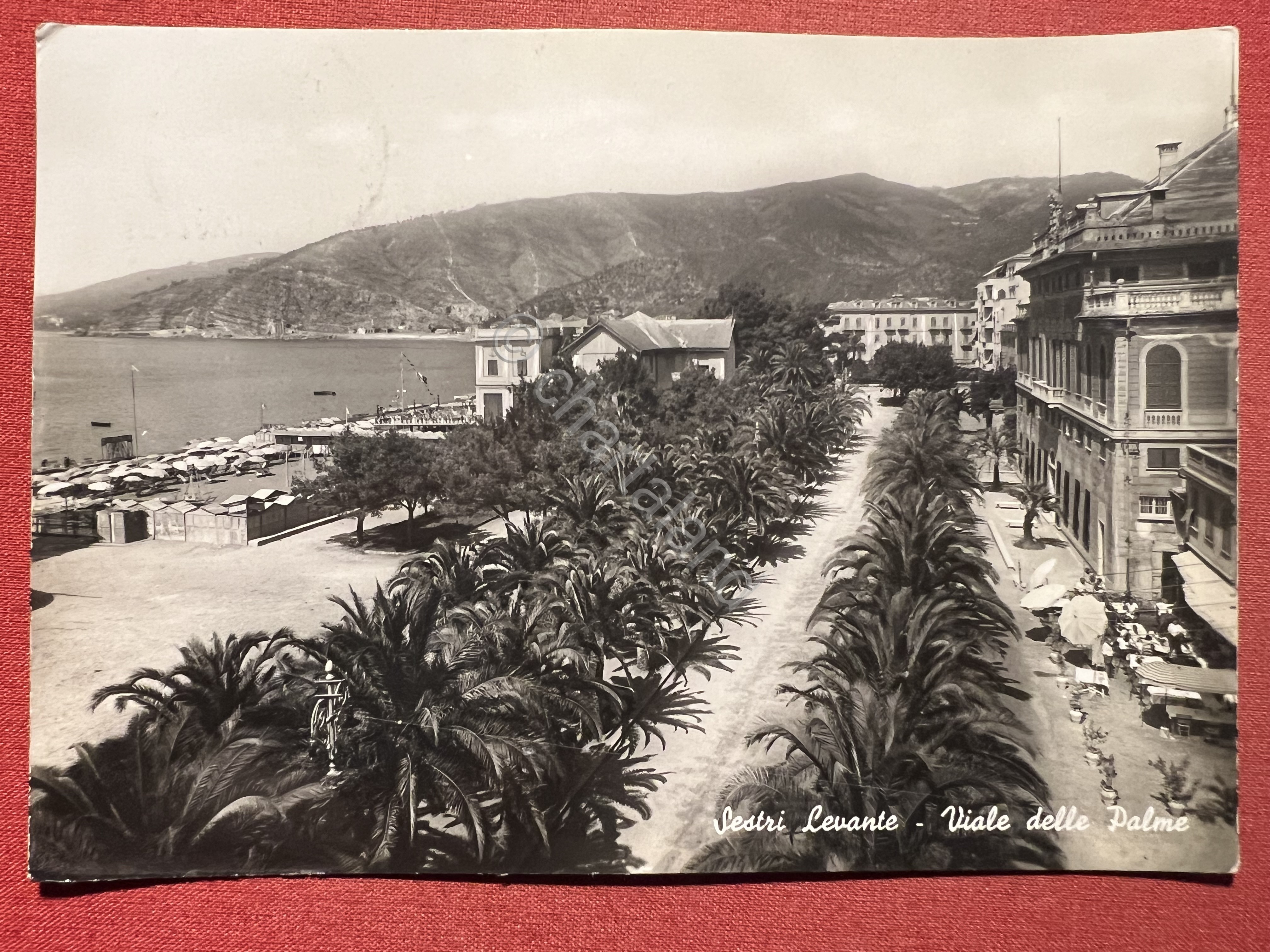 Cartolina - Sestri Levante ( Genova ) - Viale delle …