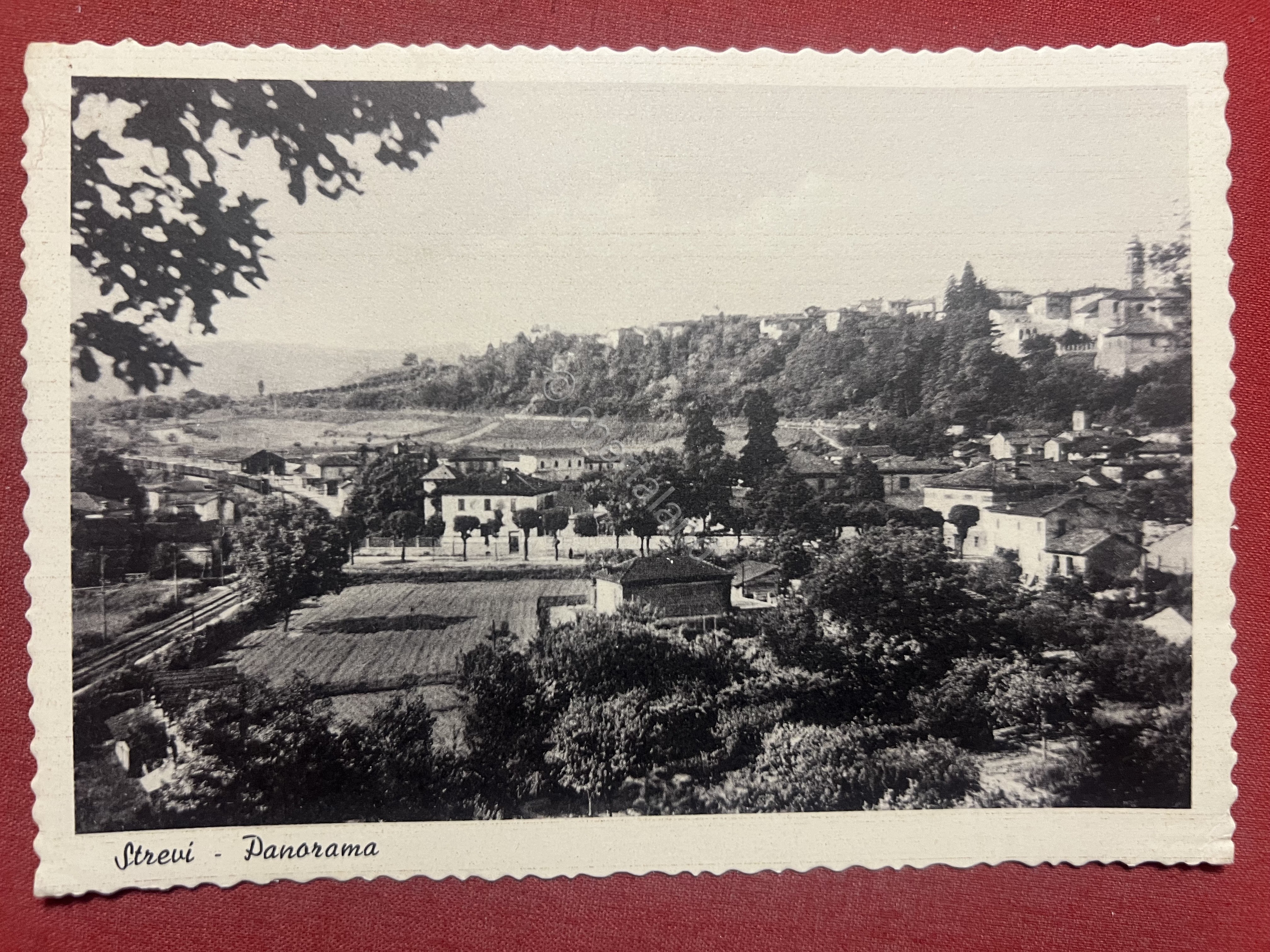 Cartolina - Strevi ( Alessandria ) - Panorama 1956