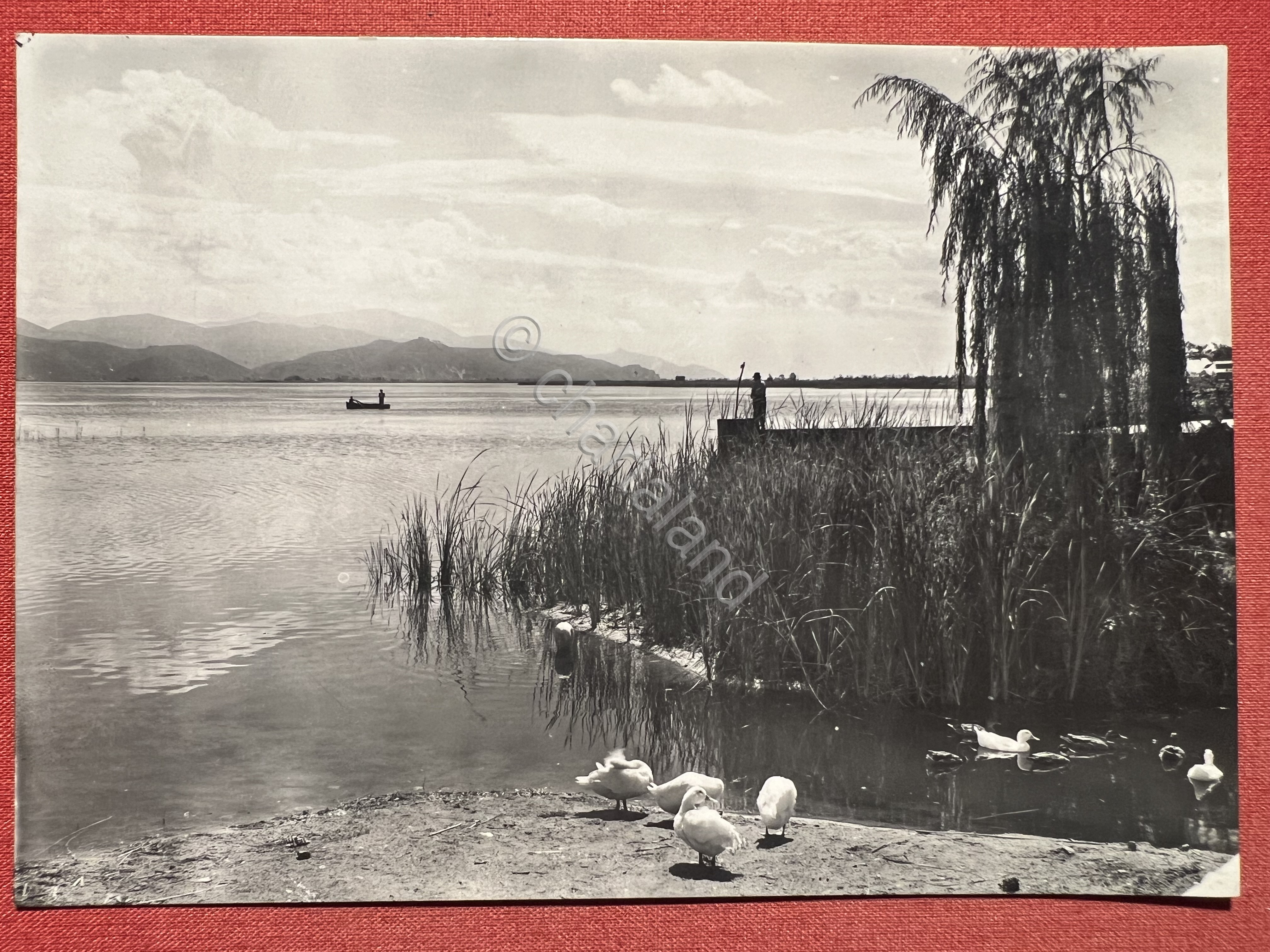 Cartolina - Torre del Lago ( Viareggio ) - 1960 …