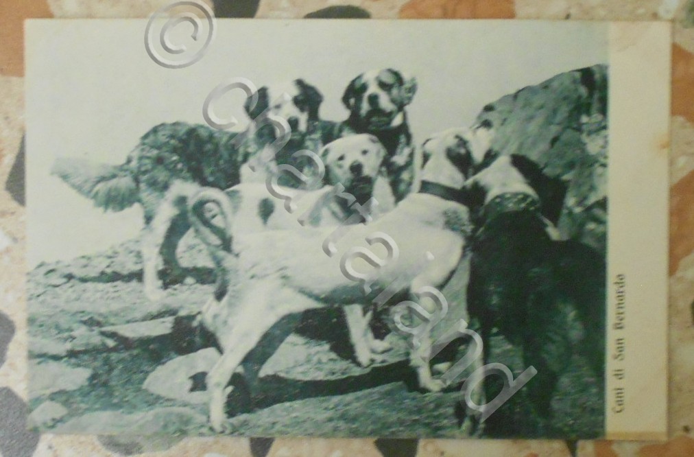 Cartolina Cani di San Bernardo - 1940 ca.