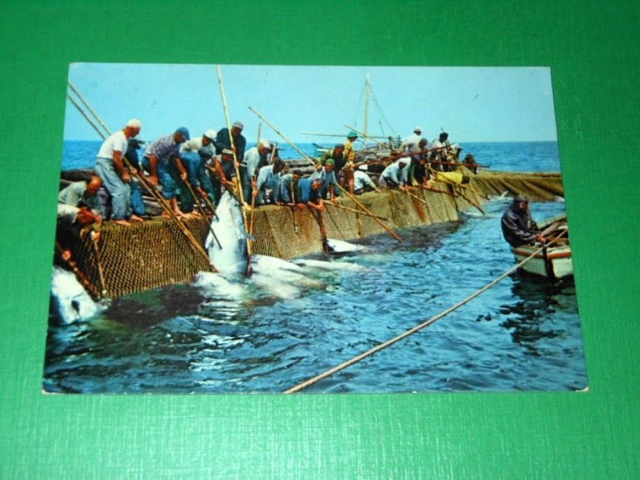 Cartolina Carloforte -Mattanza all' Isola Piana 1965 ca.