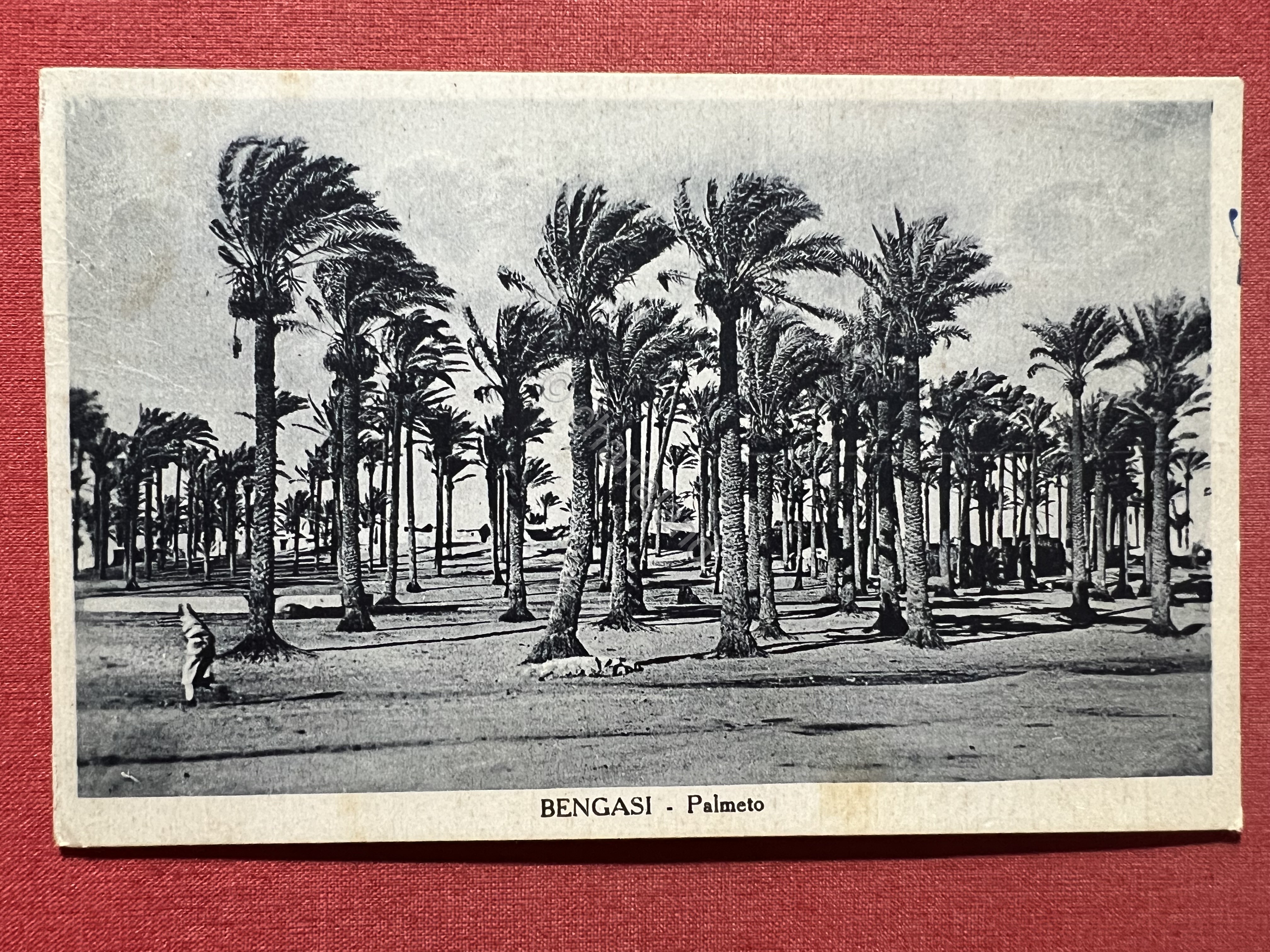 Cartolina Coloniale - Bengasi - Palmeto - 1940