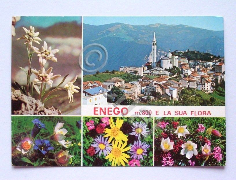 Cartolina Enego ( Vicenza ) - Panorama e flora 1971.