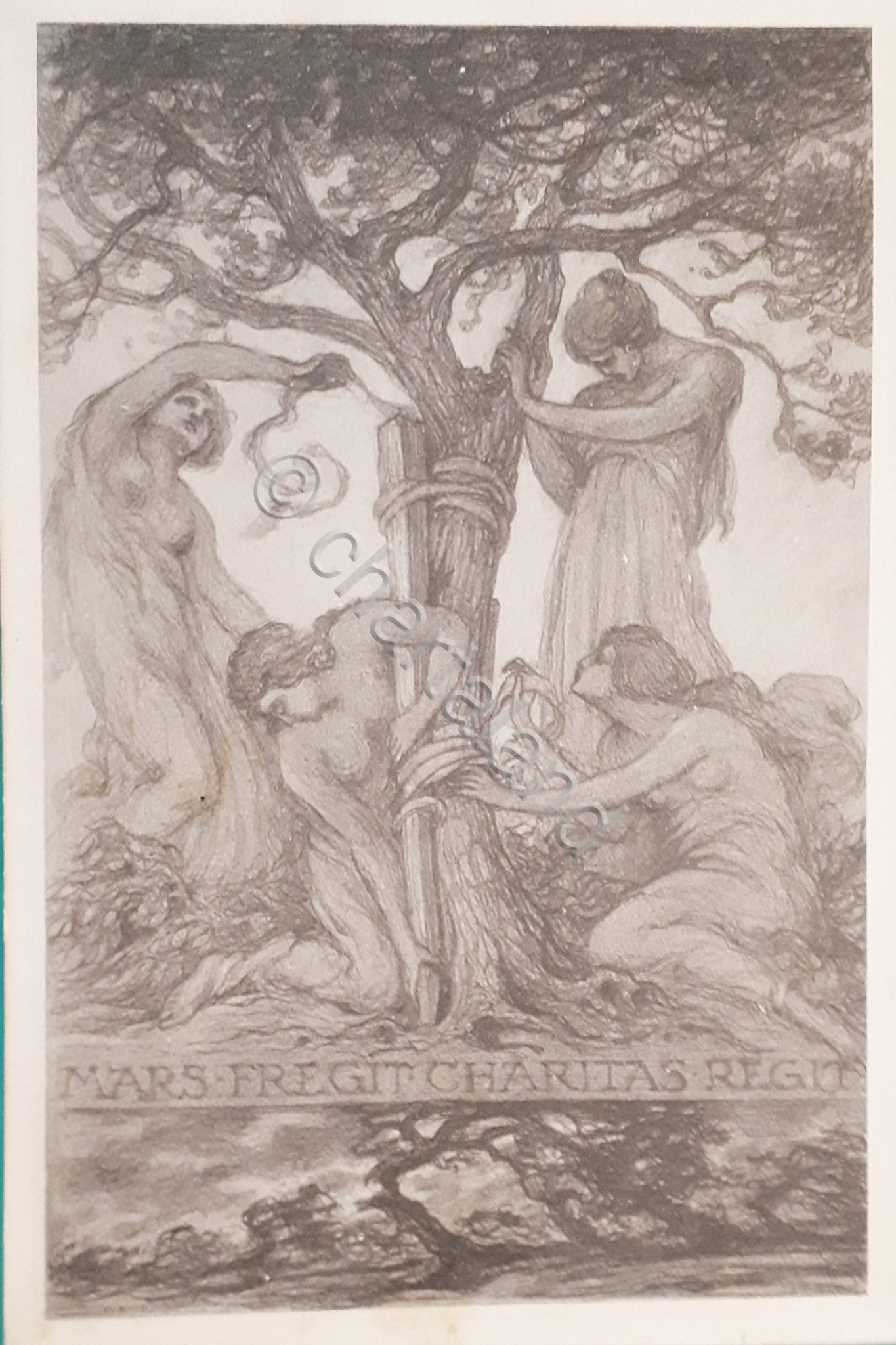 Cartolina Militaria Comitato Lombardo per i Mulati in Guerra - …