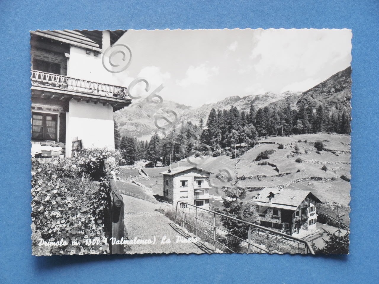 Cartolina Primolo - Valmalenco - La Pineta - 1957.