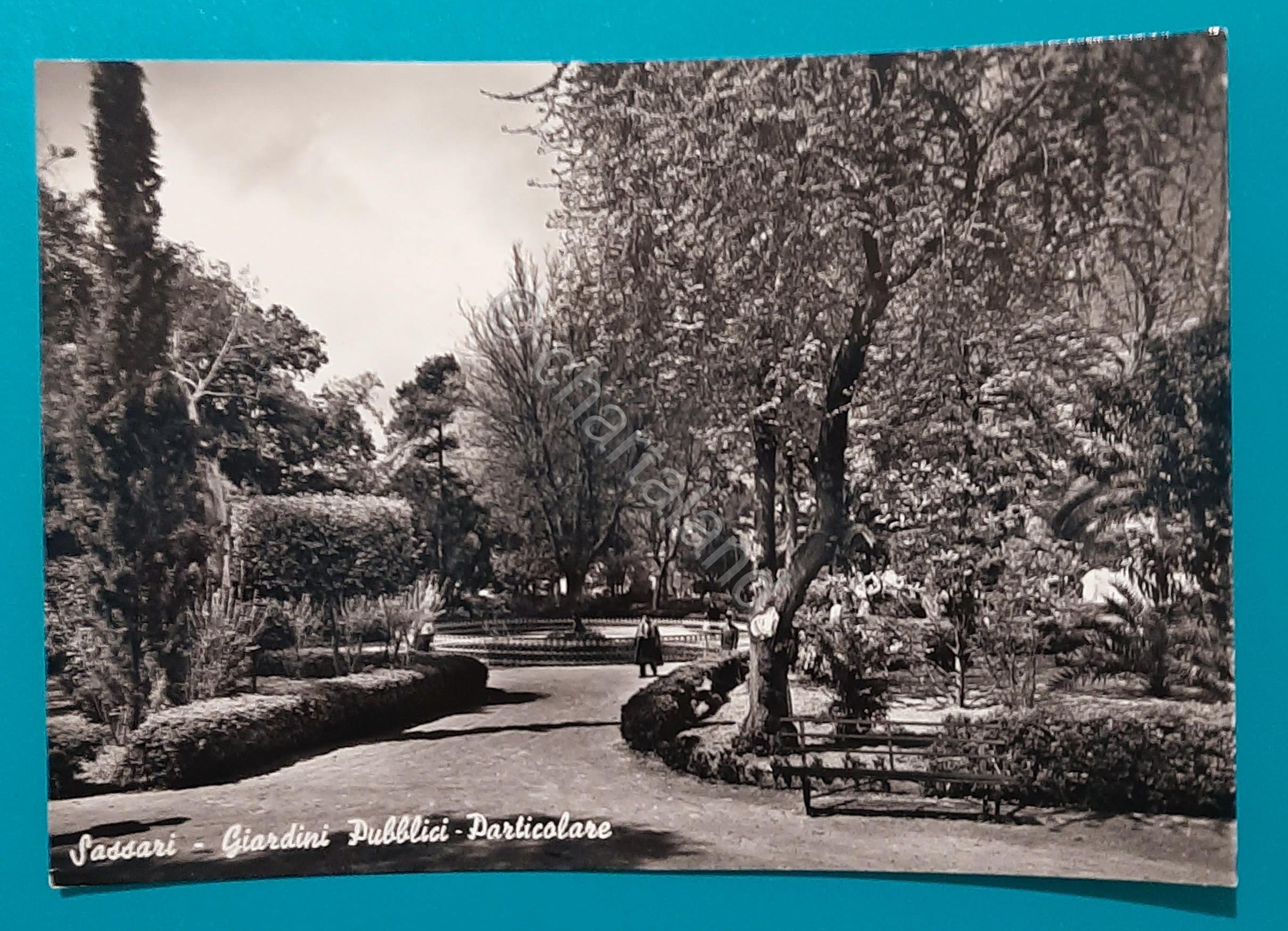 Cartolina Sassari - Giardini Pubblici - Particolare - 1957