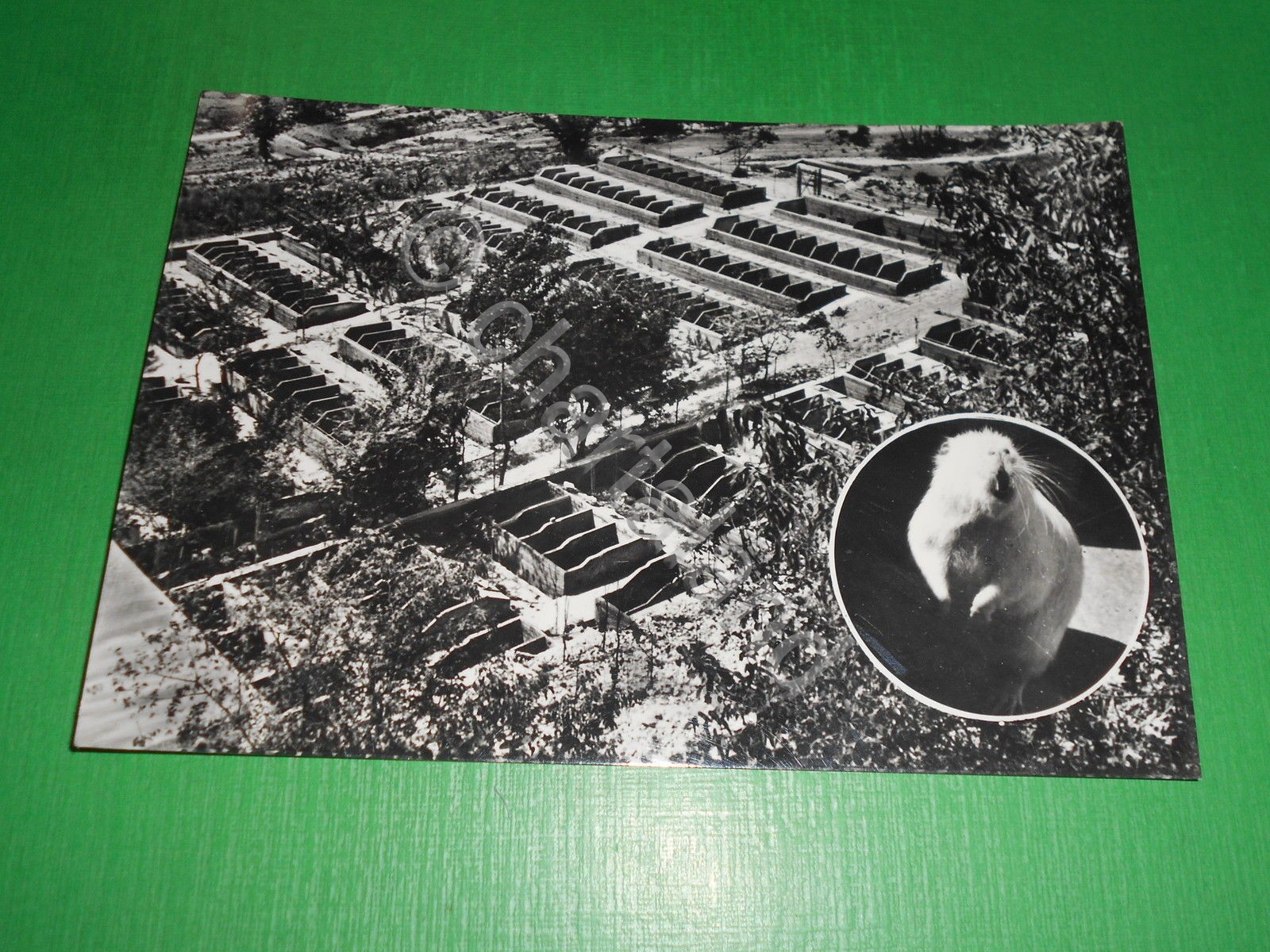 Cartolina Terni - Parco allevamenti Castor Montefranco dei F.lli Bettuzzi …