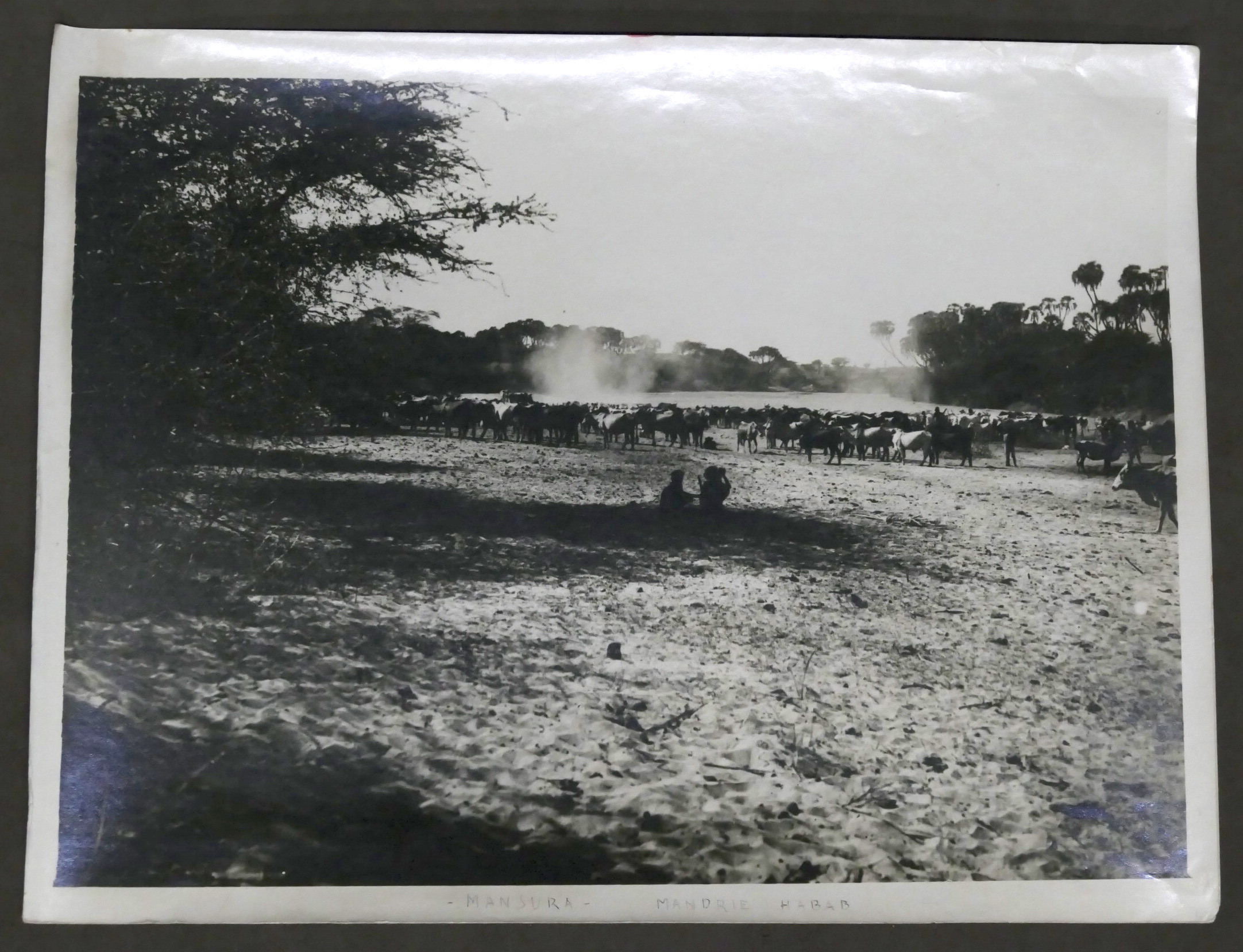 Colonialismo Eritrea - Fotografia Mandria Habab - Mansura - anni …