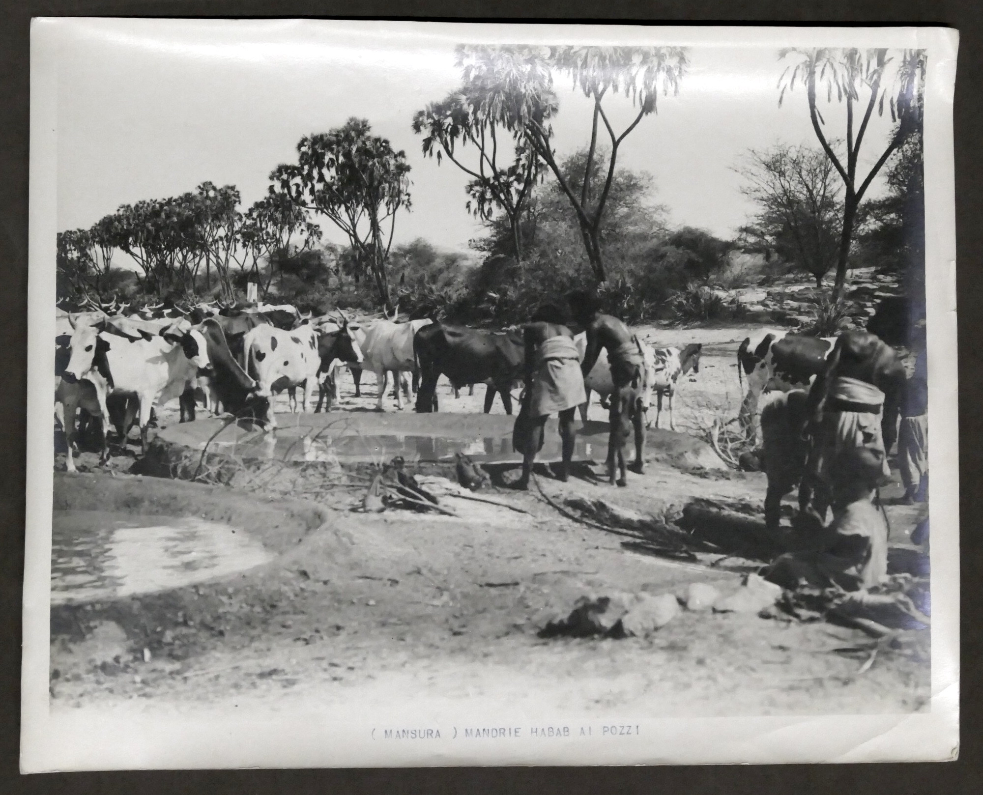 Colonialismo Eritrea - Fotografia Mandrie Habab ai pozzi - Mansura …