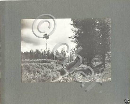 Foto epoca Lucini - Montagna bosco Monte Piatto 1914