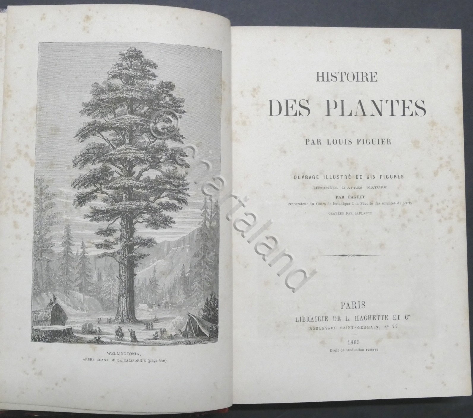 Histoire des plantes par Louis Figuier - ed. 1865