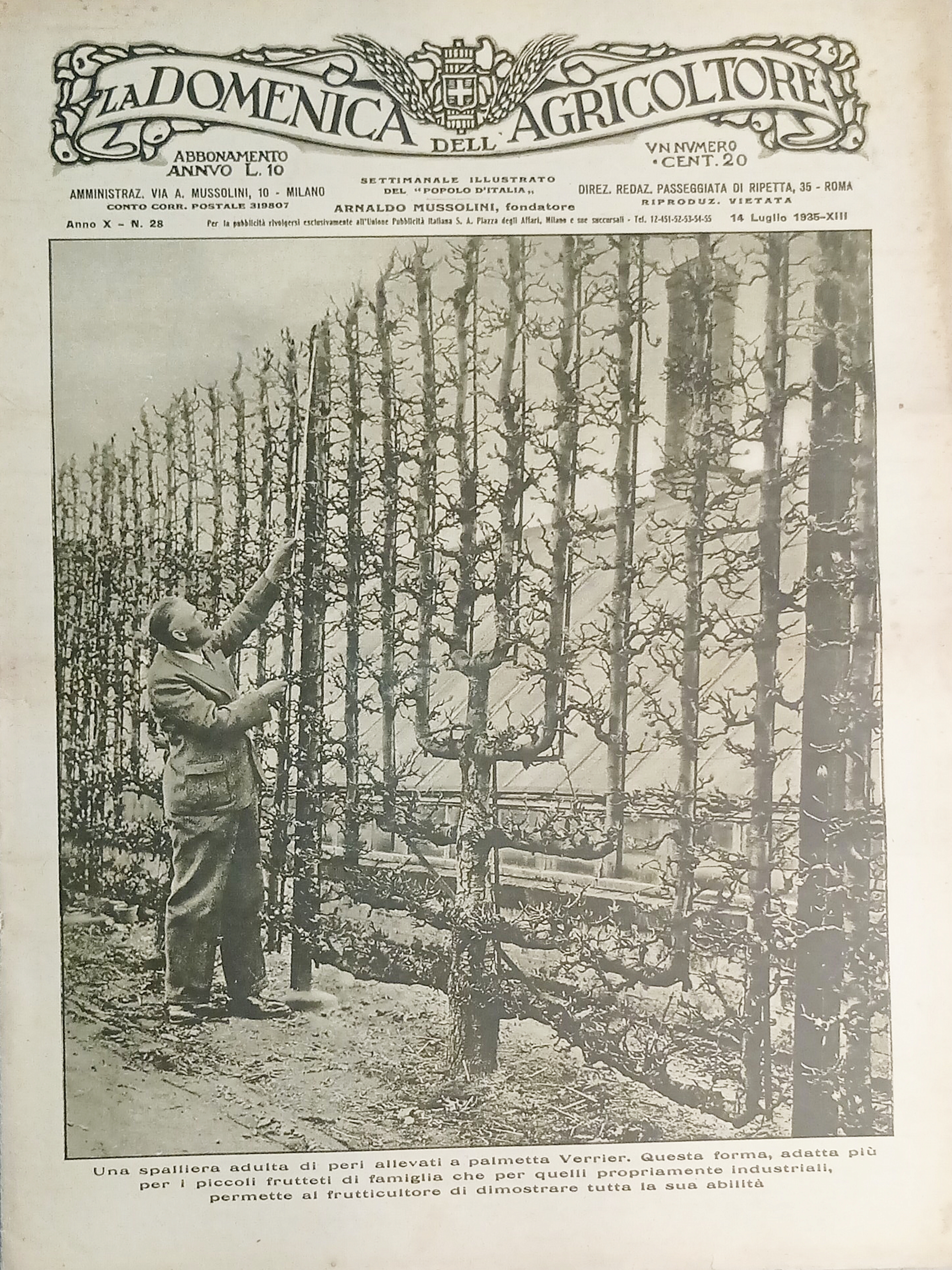 Settimanale del Popolo d'Italia - La Domenica dell'Agricoltore N. 28 …
