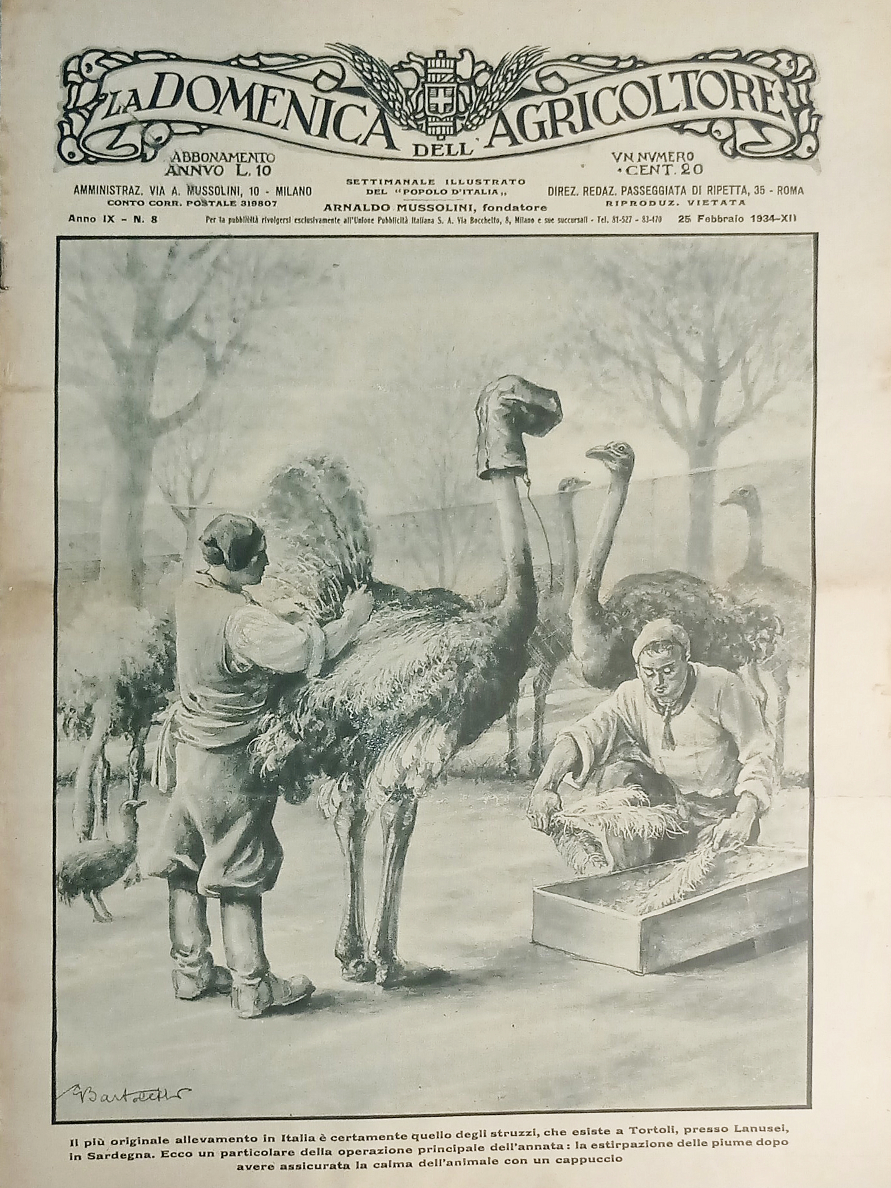 Settimanale del Popolo d'Italia - La Domenica dell'Agricoltore N. 8 …