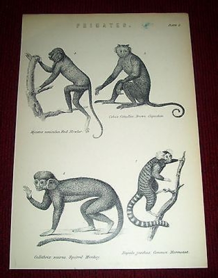 Stampa Incisione - Animali Zoologia: Primates 1900 ca GB