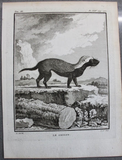 Stampa Incisione 1755 - Francia - animali - Le Grison …