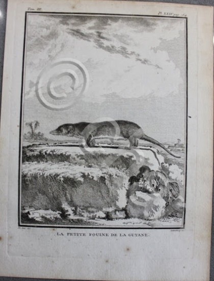 Stampa Incisione 1755 - Francia - animali - Le Petite …