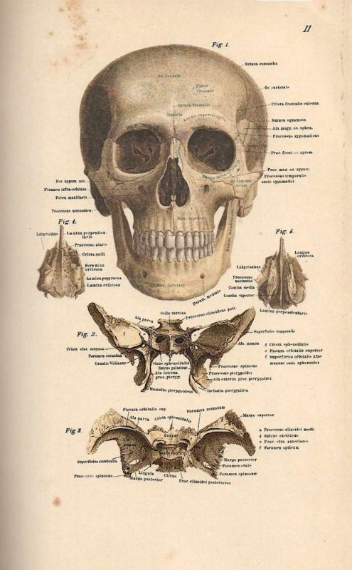 Atlante di Anatomia dell'Uomo, completamente riformato, migliorato ed ampliato dal …
