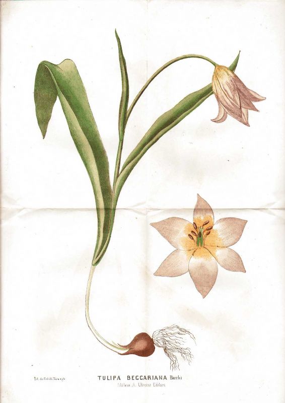 Descrizione di una nuova specie del genere Tulipa.