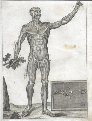 Fascia muscolare frontale. (Da Myographia nova sive musculorum omnium).