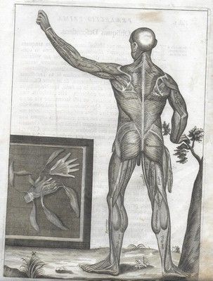 Fascia muscolare posteriore. ( Myographie nova sive musculorum Omnium).
