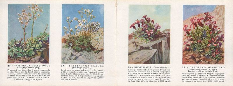 Fiori delle Alpi. (Società Alpinisti Tridentini, Sezione del Club Alpino …
