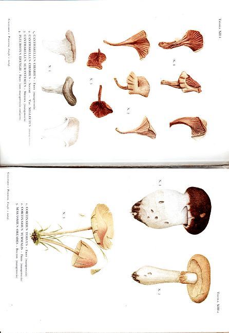 Funghi freschi, secchi, commestibili e velenosi. Tartufi. Guida pratica alla …