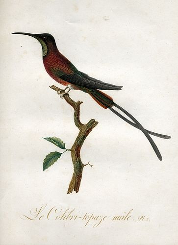(L'uccello più piccolodel mondo).