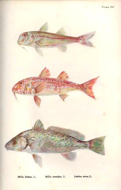 La pesca nei mari e nelle acque interne d'Italia.