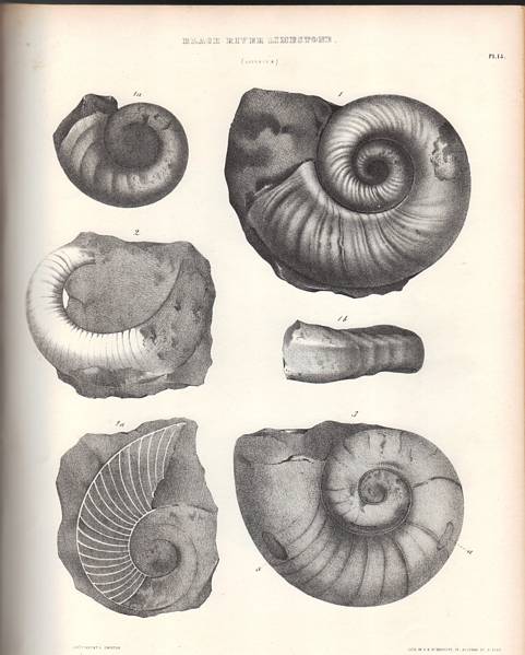 Natural History of New York. Palaeontology of New - York. …