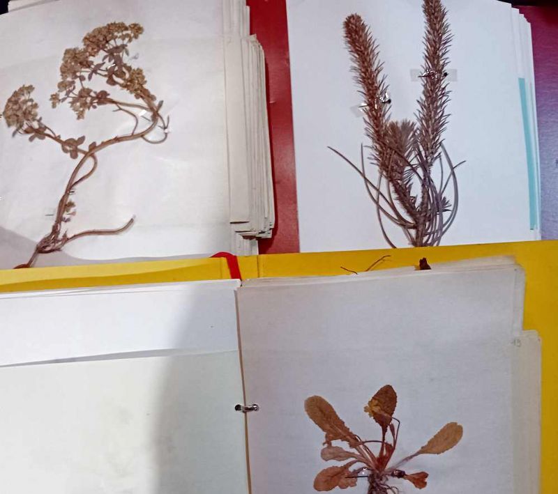 Raccolta di erbe e piante nella zona della lucchesia e …