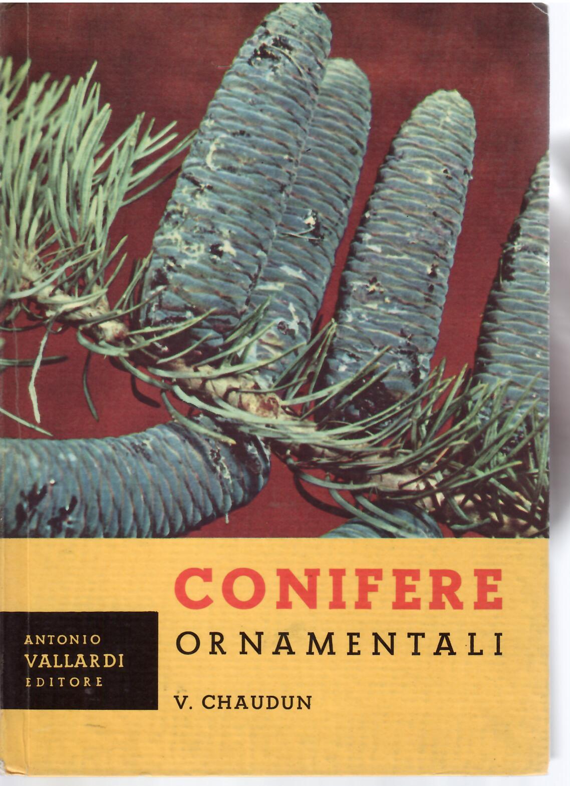 CONIFERE ORNAMENTALI