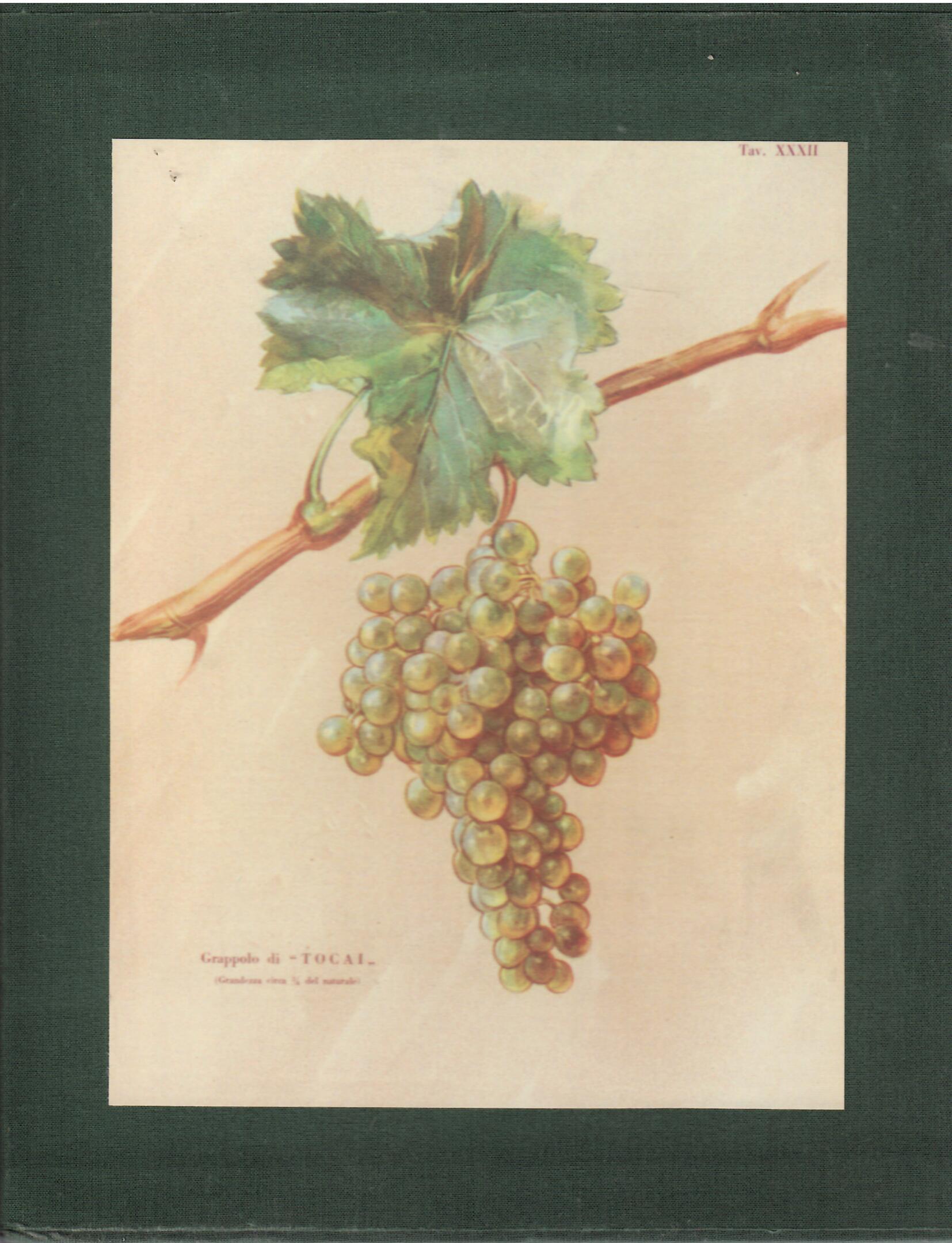 DELLE VITI IN FRIULI