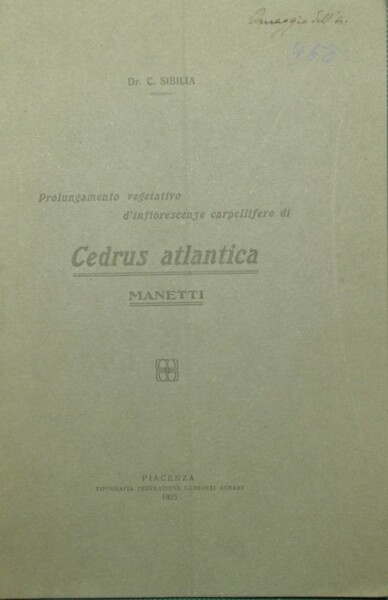 Prolungamento vegetativo d'infiorescenze carpellifere di Cedrus atlantica