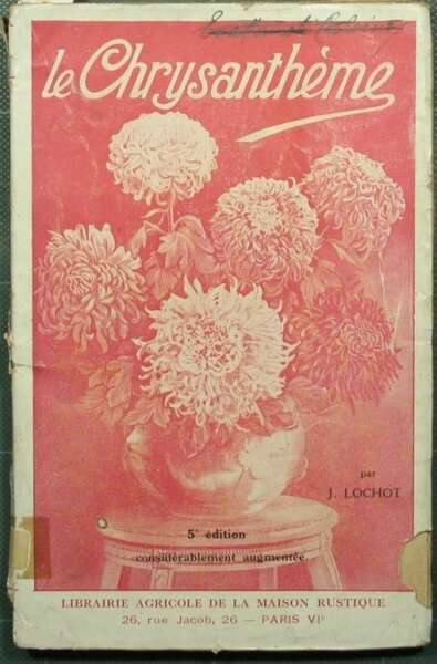 Le chrysantheme