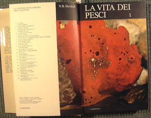 La vita dei pesci