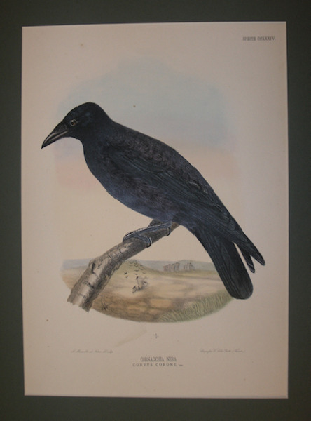 Cornacchia Nera Corvus Corone