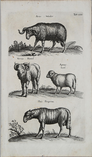 Aries - Vervex - Agnus - Ovis Peregrina